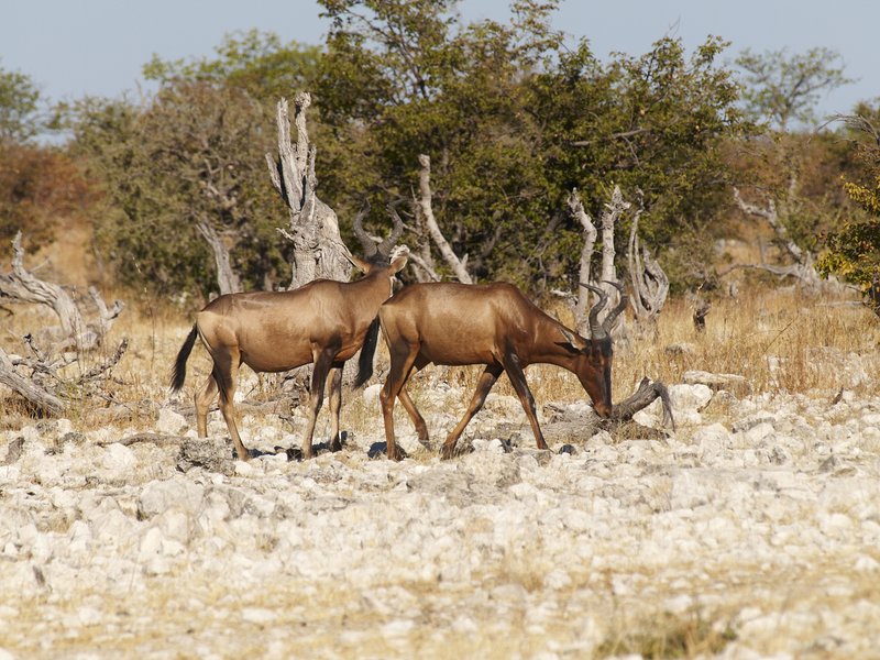 Etosha National Park, Red hartebeest